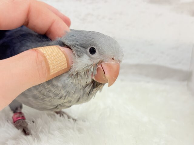 オキナインコ