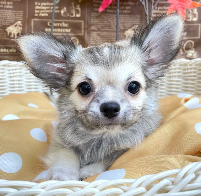 しっぽフリフリ☺ロング・チワワ(フォーン)💙男の子💙2025年7月18日生まれ