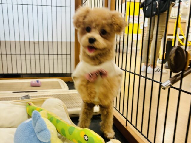 好きの感情が大爆発♬.*゚マルプーちゃん! マルプー