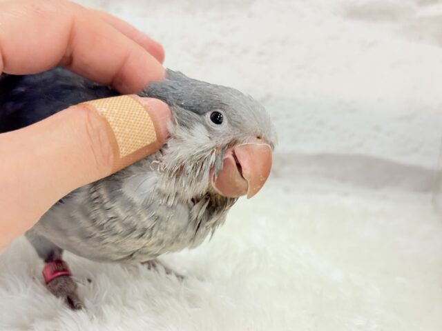 オキナインコ