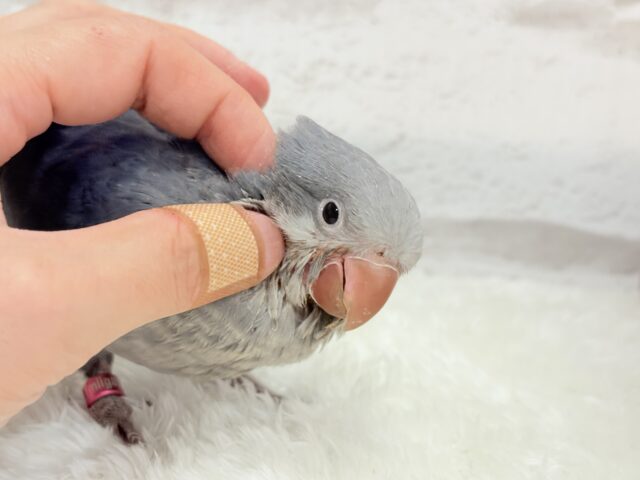 オキナインコ