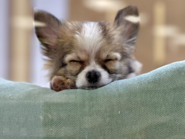 これから大きくなります🩵チワワ男の子 チワワ