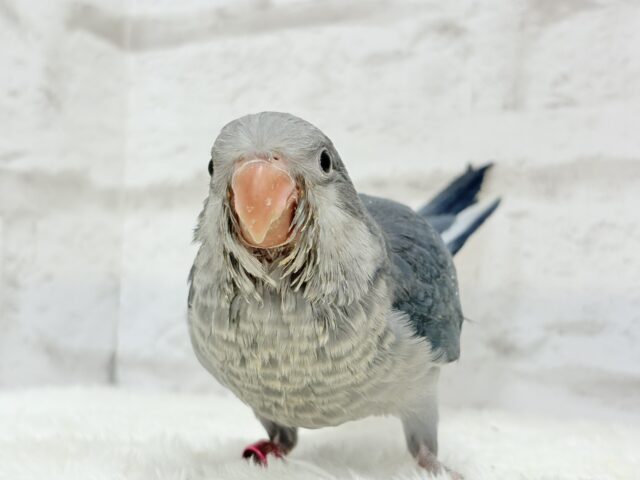 オキナインコ