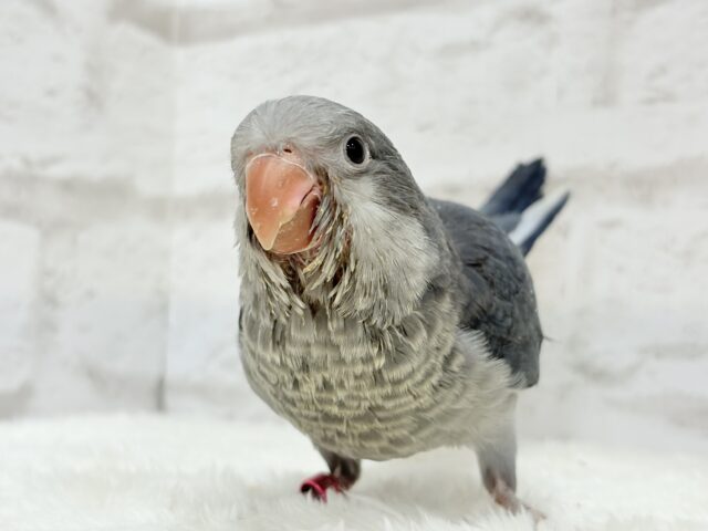 オキナインコ