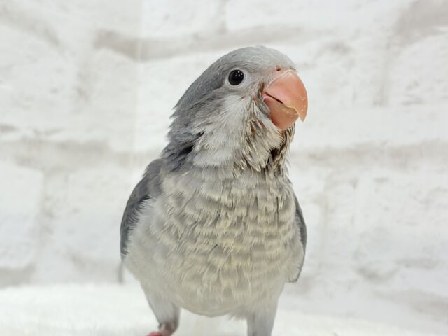 オキナインコ