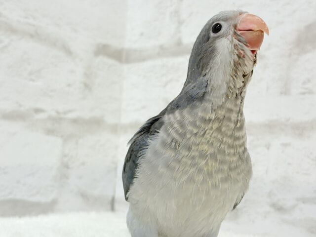 オキナインコ