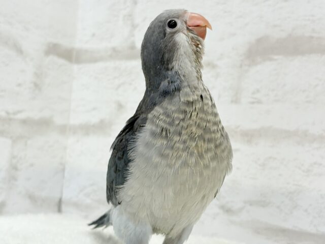 オキナインコ
