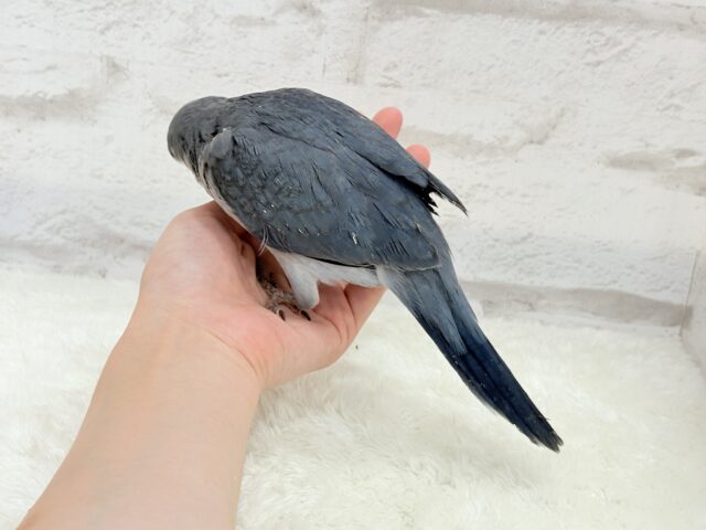 オキナインコ