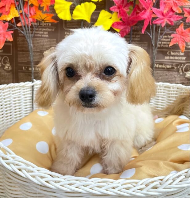 テンション高め💖ハーフ犬(チワワ✖️トイプードル)(アプリコット＆ホワイト)🤎🤍女の子💕‪2025年5月26日生まれ