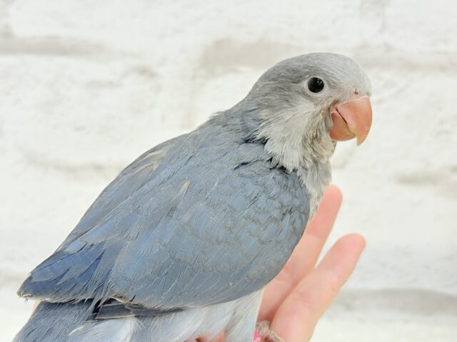 オキナインコ