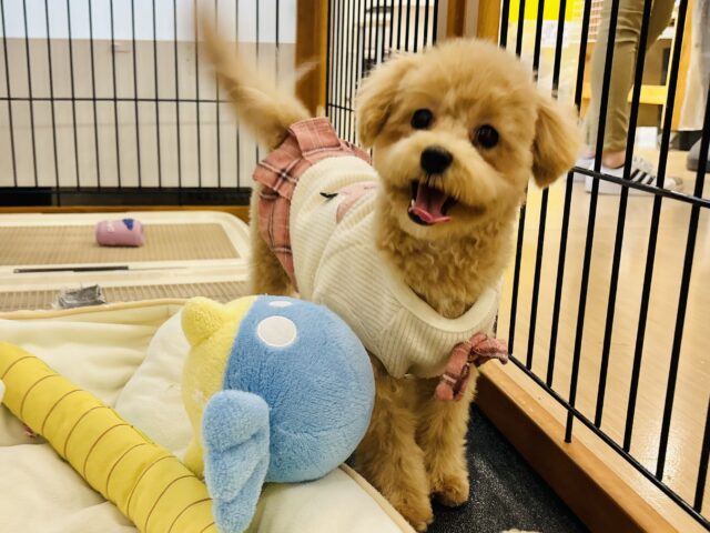 好きの感情が大爆発♬.*゚マルプーちゃん! マルプー