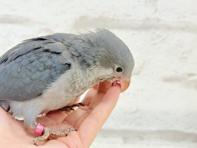 オキナインコ