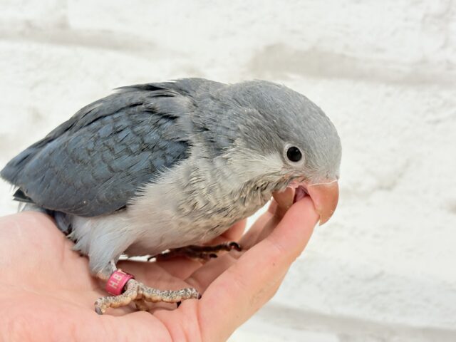 オキナインコ