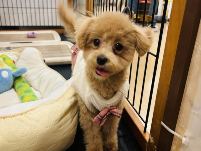 好きの感情が大爆発♬.*゚マルプーちゃん! マルプー