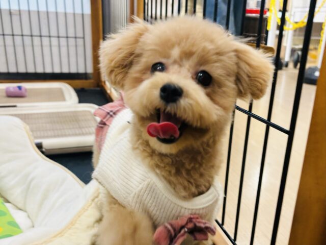 好きの感情が大爆発♬.*゚マルプーちゃん! マルプー