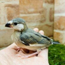 カワイイ桜文鳥さんがやってきましたよ～🎵🌟