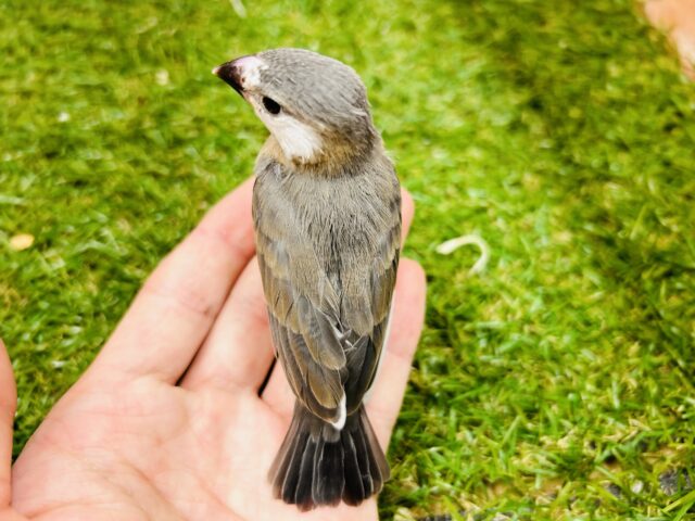 桜文鳥