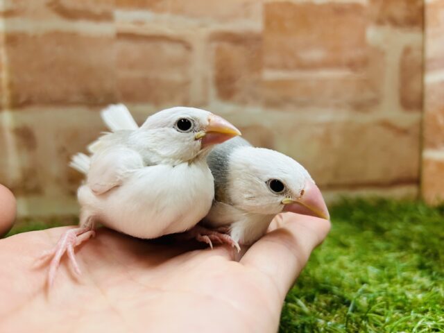 白文鳥