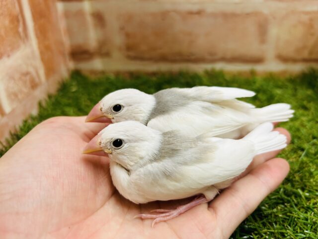 白文鳥