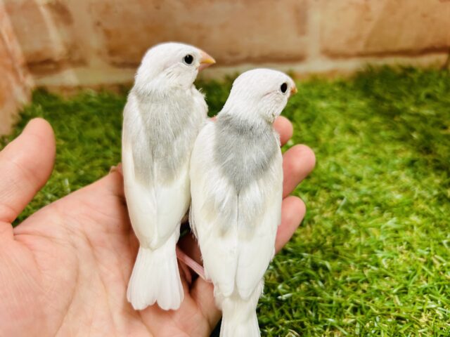 白文鳥