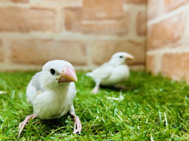 白文鳥