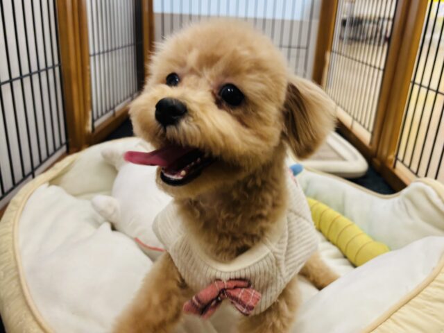 好きの感情が大爆発♬.*゚マルプーちゃん! マルプー