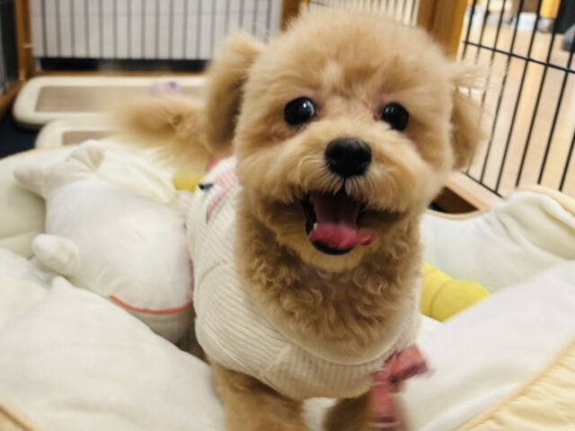 好きの感情が大爆発♬.*゚マルプーちゃん! マルプー
