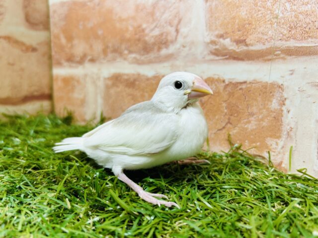 白文鳥