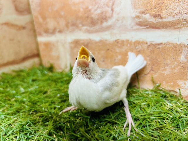 白文鳥
