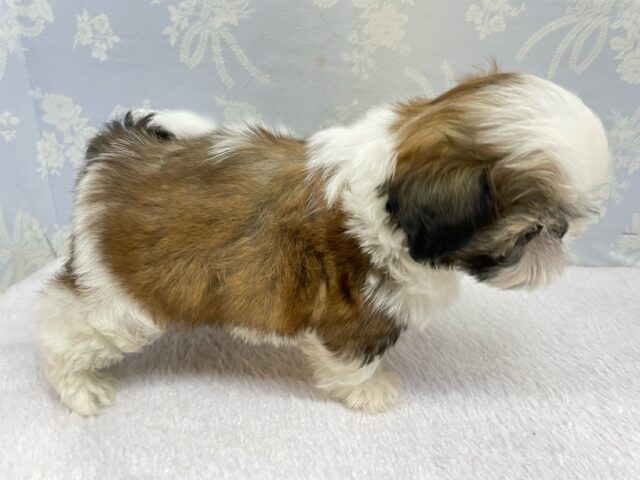 ぶちゃかわ💖シーズー(ホワイト&ゴールド)🤍🥇男の子💙2025年8月30日生まれ シーズー