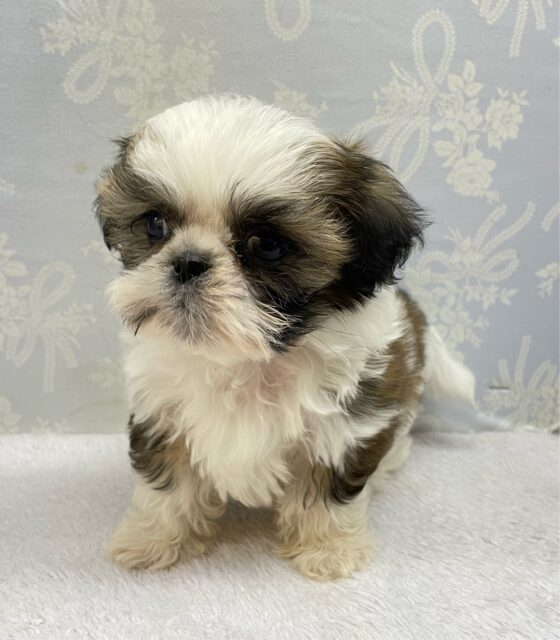 ぶちゃかわ💖シーズー(ホワイト&ゴールド)🤍🥇男の子💙2025年8月30日生まれ シーズー