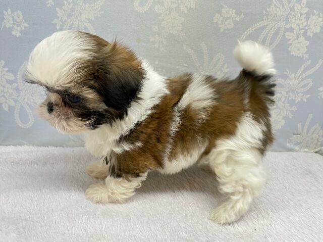 ぶちゃかわ💖シーズー(ホワイト&ゴールド)🤍🥇男の子💙2025年8月30日生まれ シーズー