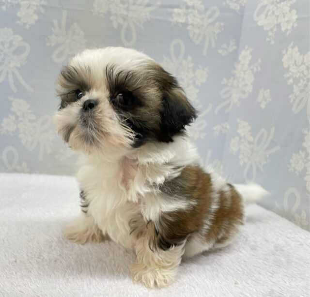 ぶちゃかわ💖シーズー(ホワイト&ゴールド)🤍🥇男の子💙2025年8月30日生まれ シーズー