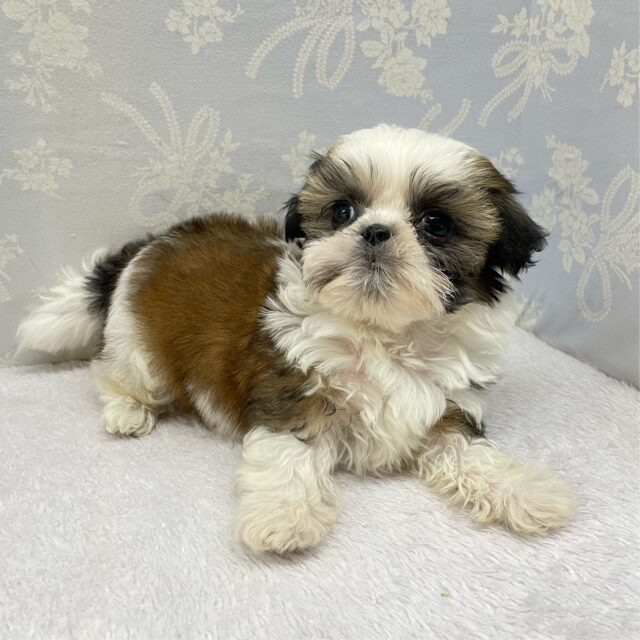 ぶちゃかわ💖シーズー(ホワイト&ゴールド)🤍🥇男の子💙2025年8月30日生まれ シーズー