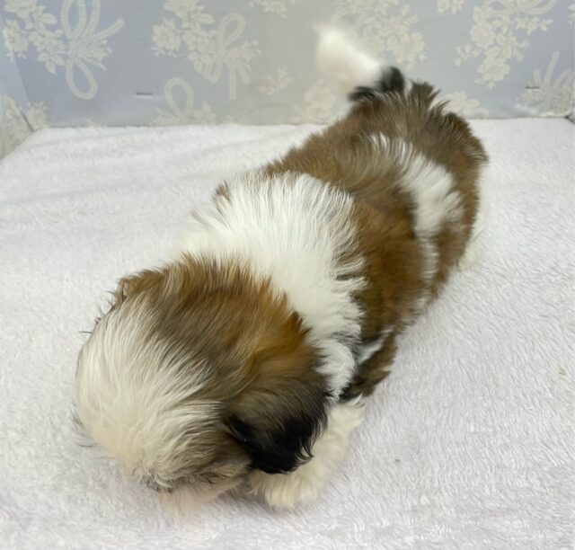 ぶちゃかわ💖シーズー(ホワイト&ゴールド)🤍🥇男の子💙2025年8月30日生まれ シーズー