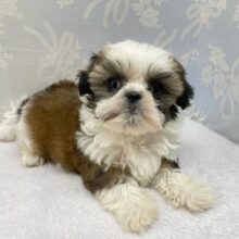 ぶちゃかわ💖シーズー(ホワイト＆ゴールド)‎🤍🥇男の子💙2025年8月30日生まれ