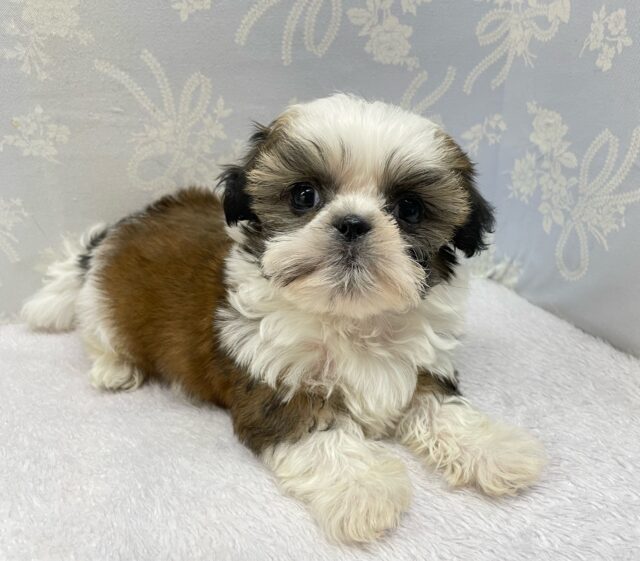 ぶちゃかわ💖シーズー(ホワイト&ゴールド)🤍🥇男の子💙2025年8月30日生まれ シーズー