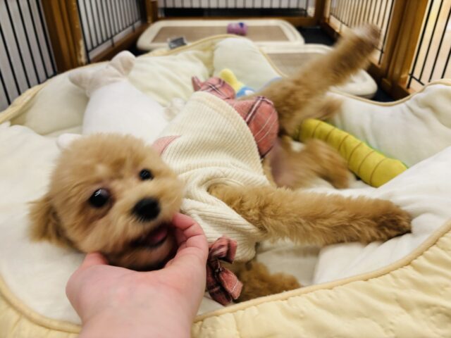 好きの感情が大爆発♬.*゚マルプーちゃん! マルプー