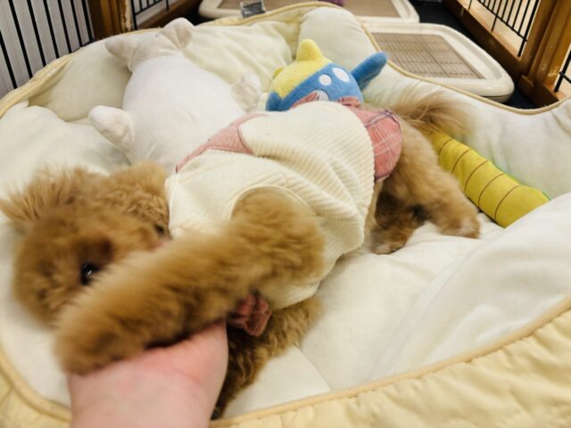 好きの感情が大爆発♬.*゚マルプーちゃん! マルプー