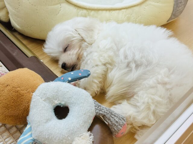 僕の可愛さはどえらいよ〜♥マルチーズくん! マルチーズ