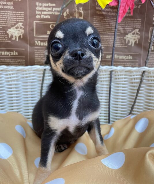 激かわち～ちゃん💘スムースチワワ(ブラック＆タン)🖤女の子💖2025年8月2日生まれ