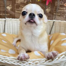 元気いっぱいち～くん✩.*˚スムースチワワ(レッド＆ホワイト)❤️‎🤍男の子💙2025年4月20日生まれ