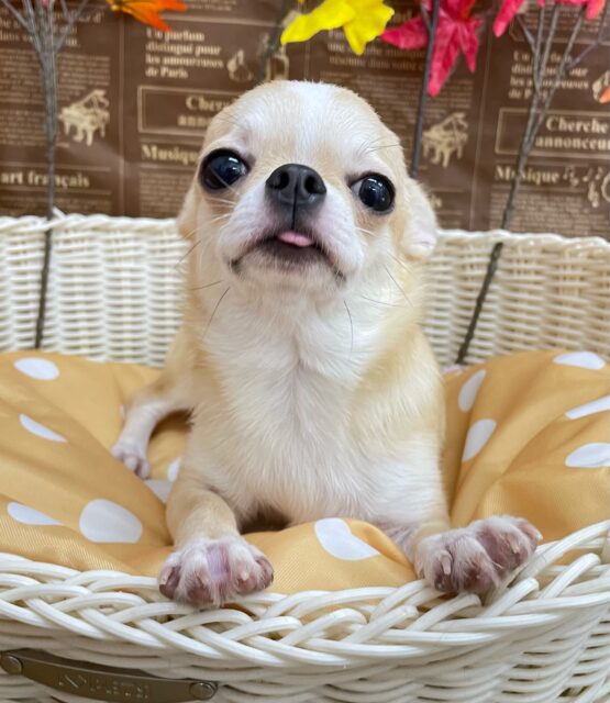 元気いっぱいち～くん✩.*˚スムースチワワ(レッド＆ホワイト)❤️‎🤍男の子💙2025年4月20日生まれ