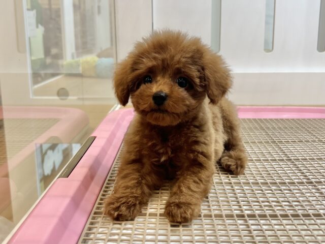 可愛さにドクターストップ！？トイプードルくん！