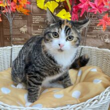 三毛猫にゃん🐈ミヌエット(キャリコ)💖女の子💖2025年5月31日生まれ