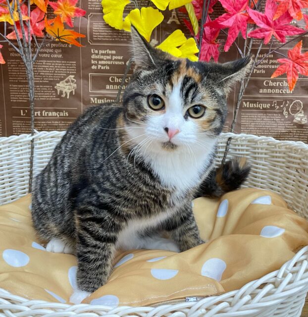 三毛猫にゃん🐈ミヌエット(キャリコ)💖女の子💖2025年5月31日生まれ