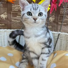 ちょっとツンデレな私💖アメリカンショートヘアー(シルバータビー)🩶🖤女の子💕‪2025年7月17日生まれ