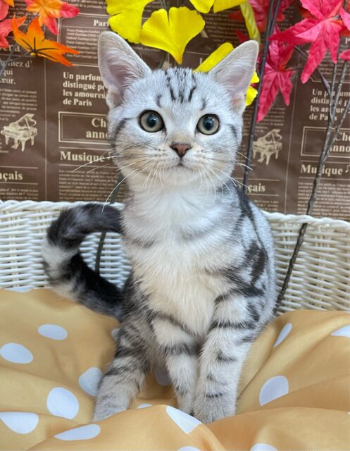 ちょっとツンデレな私💖アメリカンショートヘアー(シルバータビー)🩶🖤女の子💕‪2025年7月17日生まれ