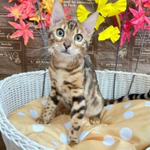 ⭐️イケメン登場⭐️ベンガル(ブラウンスポテッドタビー)💛‪🤎男の子💙2025年7月10日生まれ