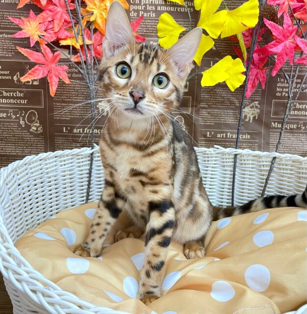 ⭐️イケメン登場⭐️ベンガル(ブラウンスポテッドタビー)💛‪🤎男の子💙2025年7月10日生まれ